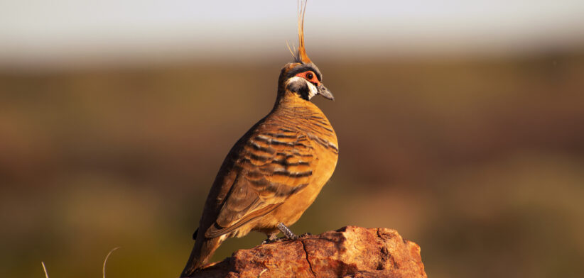Spinifex Pigeon
