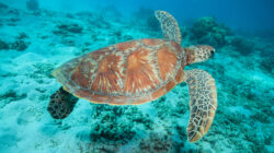 Underwater photograph of a swimming sea turtle