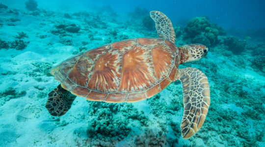 Work begins on Green Island turtle facility