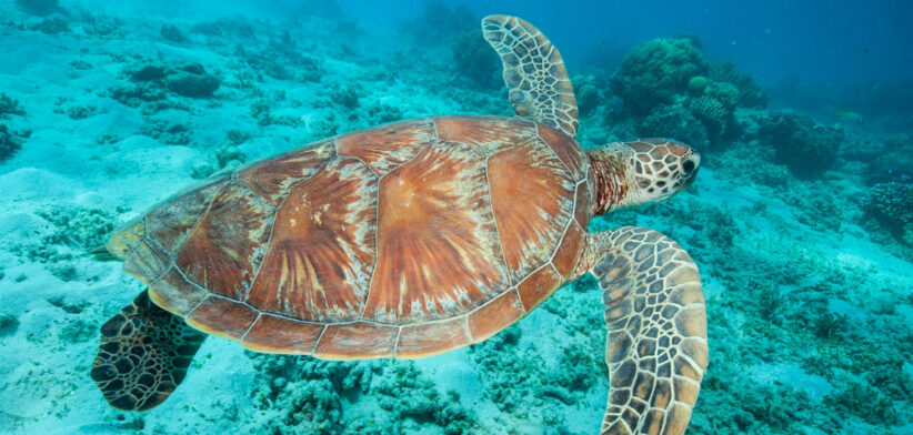 Underwater photograph of a swimming sea turtle
