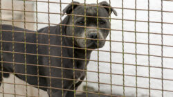 Dog attacks - Newsreel