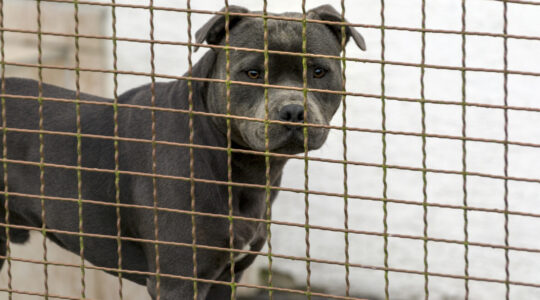 Death row for dogs that attack on the Gold Coast