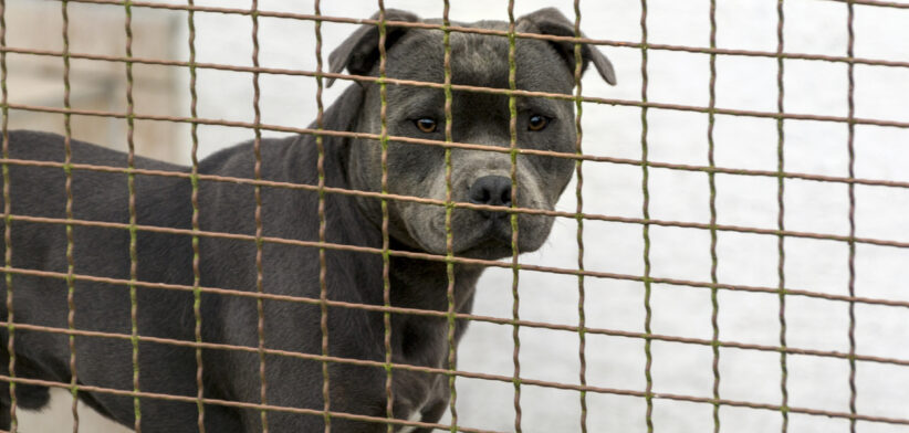 Dog attacks - Newsreel