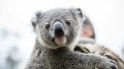 Baby Koala Moreton Bay