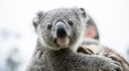 Koala census underway in Moreton Bay