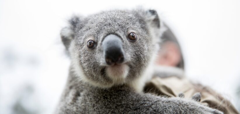 Baby Koala Moreton Bay