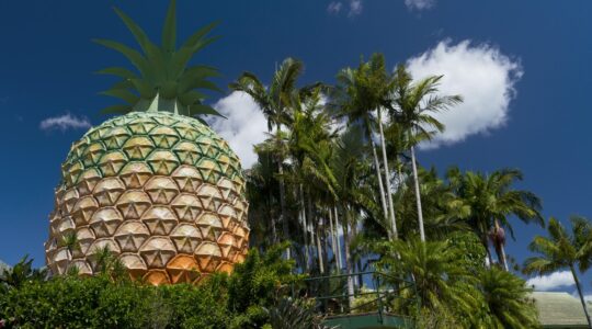 Big Pineapple - Newsreel