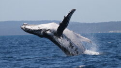 Breach-2_Credit-Pacific-Whale-Foundation