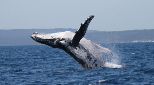 Breach-2_Credit-Pacific-Whale-Foundation