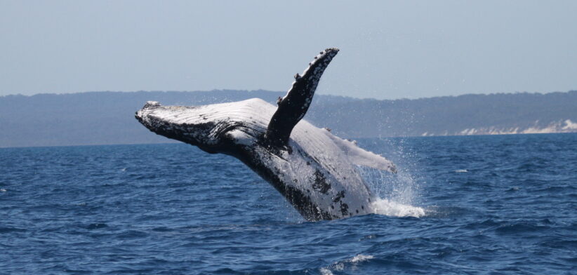 Breach-2_Credit-Pacific-Whale-Foundation