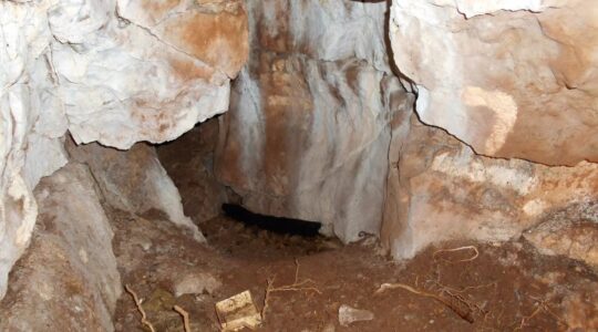 Remains found in Britain date back 11,000 years