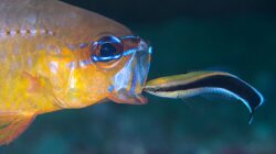 Cleaner Wrasse fish