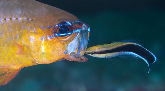 Cleaner Wrasse fish