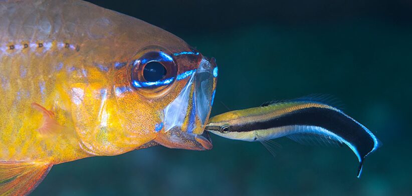 Cleaner Wrasse fish