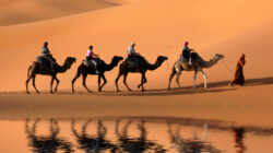 Camel caravan reflected in a Sahara Desert oasis