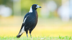 Magpie - Newsreel