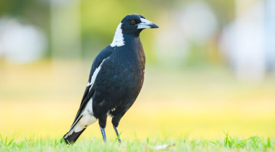 Magpie swoops in to claim top spot in Australia