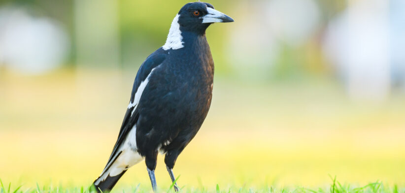 Magpie - Newsreel