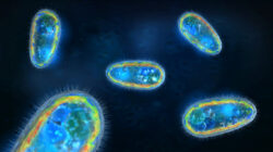 3D illustration of transparent and colorful protozoa or unicellular organism