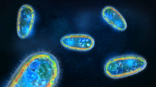 3D illustration of transparent and colorful protozoa or unicellular organism