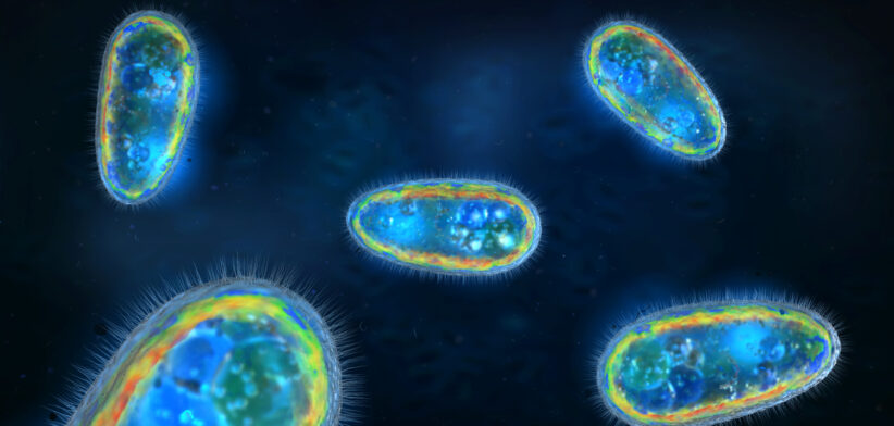 3D illustration of transparent and colorful protozoa or unicellular organism
