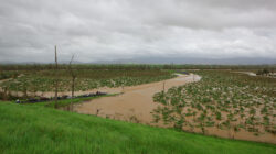 Queenslanders Survey Cyclone Yasi Damage