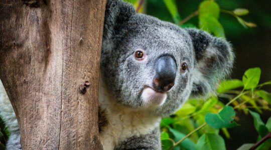 cute Koala on the tree staring far away