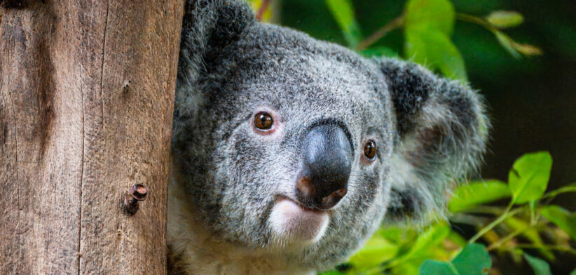 cute Koala on the tree staring far away