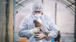 Scientists conduct diagnostic tests on chickens, examining samples for dangerous avian viruses and monitoring the spread of infectious poultry diseases. concept of an outbreak of bird wheezing on a farm. extermination of sick birds.