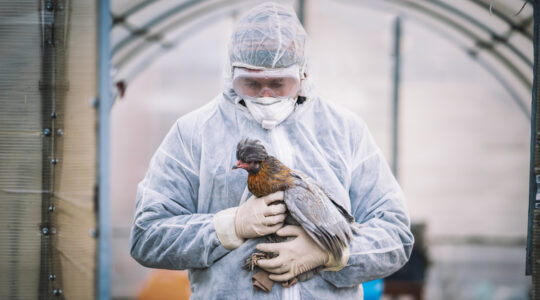 Bird flu risk is low but mutations could change that