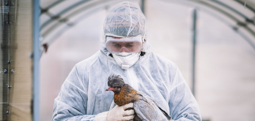 Scientists conduct diagnostic tests on chickens, examining samples for dangerous avian viruses and monitoring the spread of infectious poultry diseases. concept of an outbreak of bird wheezing on a farm. extermination of sick birds.
