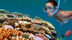 Great Barrier Reef - Newsreel
