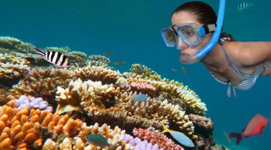 Great Barrier Reef - Newsreel