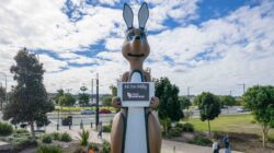 Milly kangaroo - Newsreel