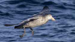 Northern Giant-Petrel, Tasmania, Australia