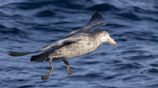 Northern Giant-Petrel, Tasmania, Australia