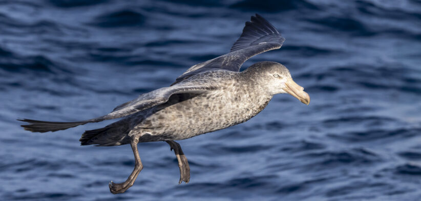 Northern Giant-Petrel, Tasmania, Australia