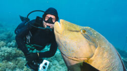 Diver taking a selfie with a napoleon wrasse fish in the great barrier reef
