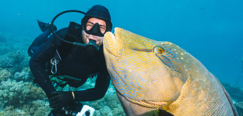 Diver taking a selfie with a napoleon wrasse fish in the great barrier reef