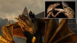 Dragon lizard