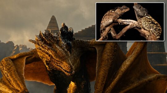 New ‘dragon’ lizard discovered in Thailand