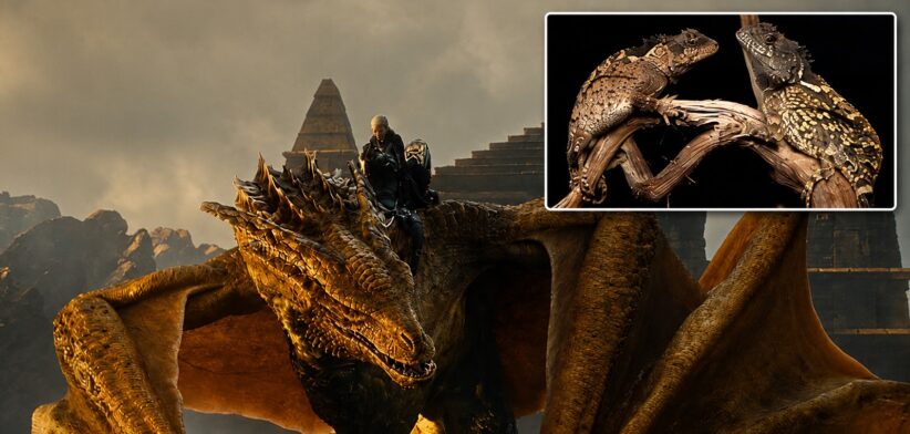 Dragon lizard