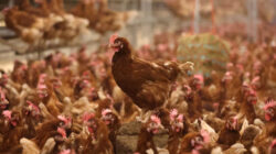Egg Shortages Continue In The UK