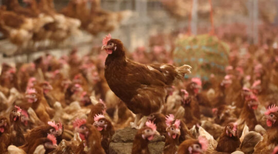 Egg Shortages Continue In The UK