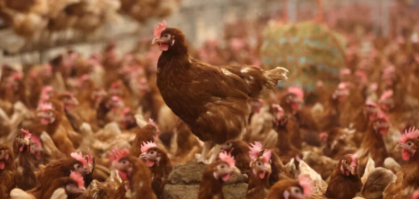 Egg Shortages Continue In The UK