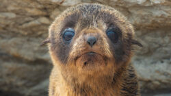 Portrait of a baby fur seal (long-nosed fur sea) (Arctocephalus forsteri) on the earthquake uplifted shores of Kaikoura on the east coast of the South Island of New Zealand.