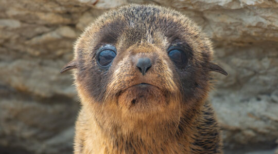 Portrait of a baby fur seal (long-nosed fur sea) (Arctocephalus forsteri) on the earthquake uplifted shores of Kaikoura on the east coast of the South Island of New Zealand.
