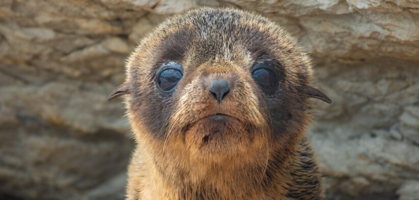 Portrait of a baby fur seal (long-nosed fur sea) (Arctocephalus forsteri) on the earthquake uplifted shores of Kaikoura on the east coast of the South Island of New Zealand.