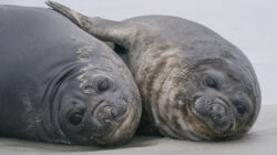 Southern Elephant Seal pups