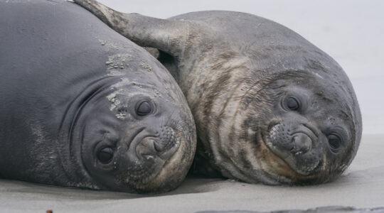 Southern Elephant Seal pups